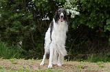 BARZOI 100